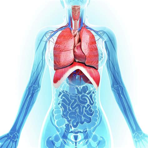 human respiratory system photograph  pixologicstudio pixels