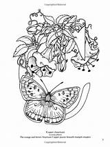 Coloring Butterfly Alphabet Pages Book Coloriage Fr Adults Colouring Tableau Choisir Un Amazon Butterflies Dover sketch template