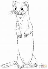 Comadreja Wiesel Weasel Ausmalbilder Cute Tailed Ferret Supercoloring Drawings Colouring Weasels Stehend Langschwanz Zeichnen Furet Sketches Adorable Tiere Ausmalen sketch template