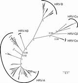 Rhinovirus Phylogeny Genetic Virus Fig Human sketch template