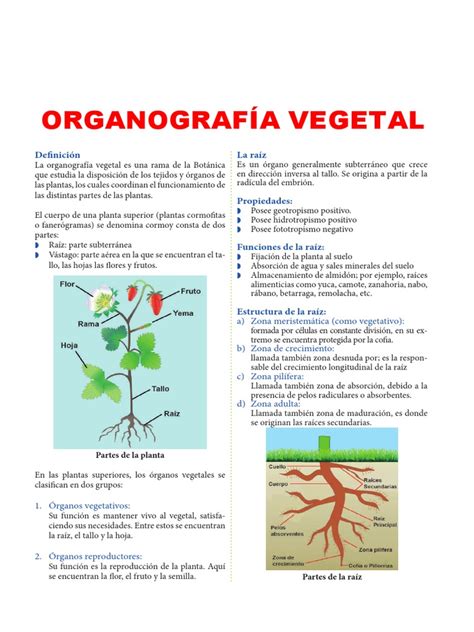 Organografía Vegetal Para Tercer Grado De Secundaria Pdf Raíz