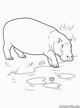 Hippo Entra Colorkid Cuerpo Kolorowanka Corps Leau Dibujo Malvorlagen Idrico Animal Coloriage Animales Talpa Szczur Salvajes Python Selvatici Varan Arctic sketch template