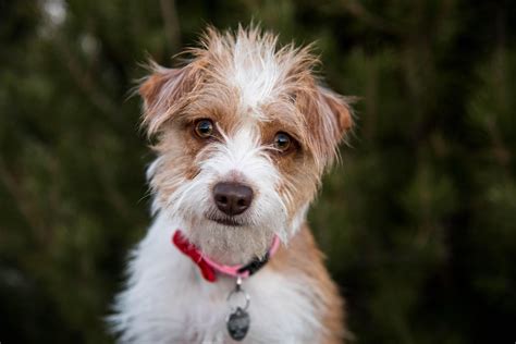 adorable perfectly scruffy foster dog raww