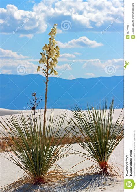 yucca plant white sands national monument stock image image  yucca