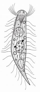 Protozoa Hieronymus sketch template