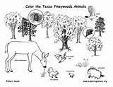 Coloring Texas Animal Pineywoods Printing Exploringnature sketch template