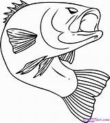 Coloring Pages Fish Jumping Popular Bass sketch template
