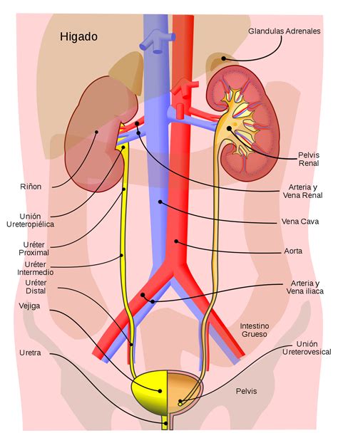 las  partes del sistema urinario caracteristicas  funciones images images