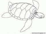 Coloring Sea Pages Turtle Kids Turtles Popular Green Coloringhome Color sketch template