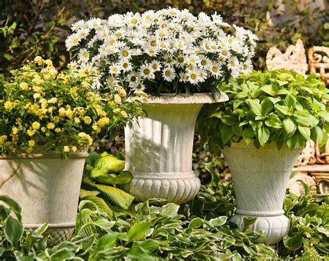 growing shasta daisy  pots plant addicts