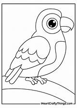 Parrots Parrot Iheartcraftythings Shy sketch template