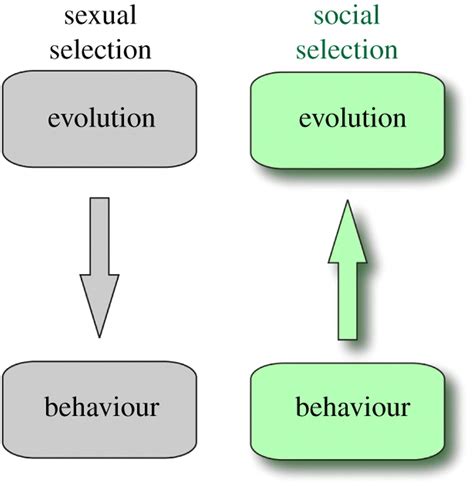 The Social Selection Alternative To Sexual Selection Philosophical