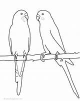 Parakeet Colouring Pages Coloring Budgies Budgerigar Bird Easy Template Adult Google Drawings Au Cockatiel Colors Sketch Choose Board Silhouette Search sketch template