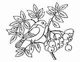 Coloring Pages Viburnum Blueberries Poplar Coloringtop sketch template