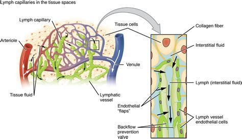 Anatomy Of The Lymphatic And Immune Systems · Anatomy And Physiology