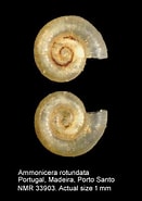 Afbeeldingsresultaten voor "ammonicera Rota". Grootte: 131 x 185. Bron: www.nmr-pics.nl
