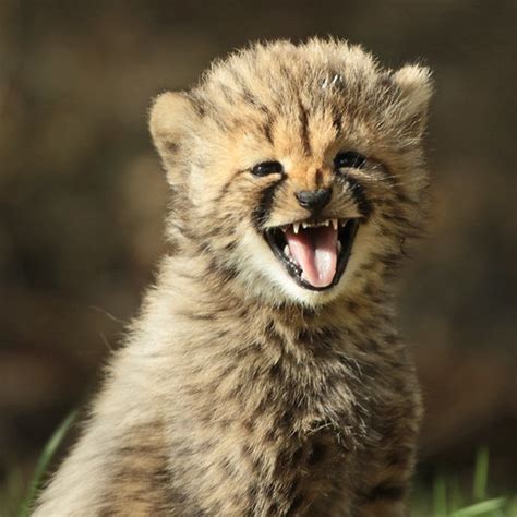cheetah beekse bergen bba safi kok flickr