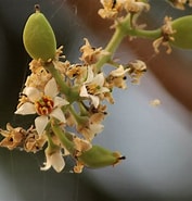 Afbeeldingsresultaten voor "pionosyllis Serrata". Grootte: 177 x 185. Bron: sites.google.com