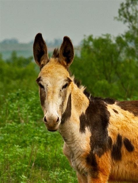 spotted mules google search animals mules pets