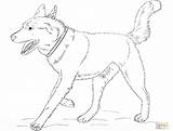 Husky Coloring Pages Dog Realistic Siberian Baby Printable Alaskan Malamute Color Print Running Greyhound Colouring Colorings Puppy Getcolorings Book Online sketch template