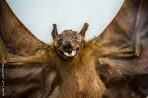real  scary bat   adobe stock