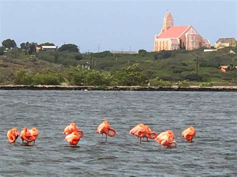flamingos auf curacao colorfulcitiesde