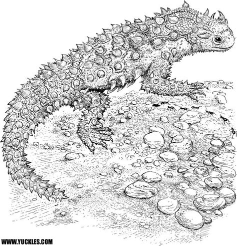 reptile coloring pages    print