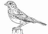 Coloring Sparrow Sparrows Pages Vesper sketch template