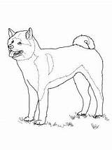 Coloring Pages Akita Dog American Puppy Bullmastiff Drawing Printable Supercoloring Colouring Getcolorings Template Favorite sketch template