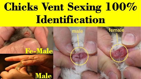 how to identify male and female chicks vent sexing in chicks chicks
