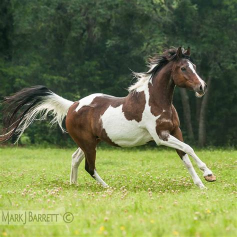 bay pinto horse national show horsepinto cross mare horses