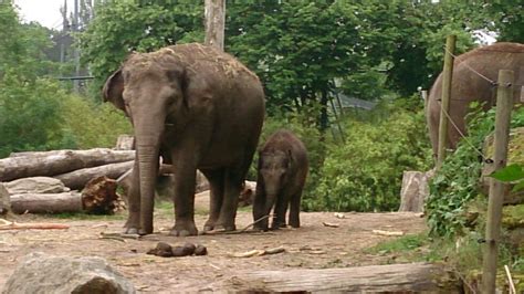 foto  de dierentuin jaren geleden al gemaakt elephant animals
