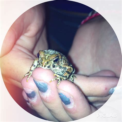 baby toad animals beautiful animals cute