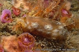 Afbeeldingsresultaten voor "geitodoris Planata". Grootte: 158 x 105. Bron: www.european-marine-life.org