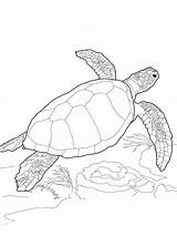Turtle Coloring Sea Pages Printable Color Turtles Realistic Loggerhead Outline Drawing Print Baby Leatherback Book Colouring Getdrawings Sheets Kids Green sketch template