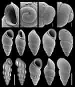 Afbeeldingsresultaten voor Hydrobiidae. Grootte: 150 x 174. Bron: www.researchgate.net