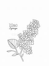 Syringa Lilac sketch template