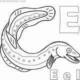 Eel Eels Coloringfolder sketch template