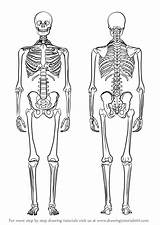 Skelett Esqueleto Humano Menschliches Squelette Malen Skeletal Dummies Drawingtutorials101 Everyday Biologie Skull Zeichnungen Huesos Humain Humana Unlabeled Oseo Esqueletos sketch template