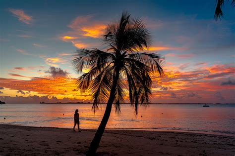 palm tree   beach  sunset  stock photo