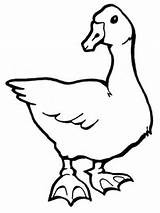 Goose Pages Coloring Colouring Printable Kids Print Supercoloring Birds 1600 1200 Duck Color Template Results Silhouettes Gooses Recommended sketch template