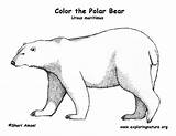 Bear Coloring Bears Spectacled Mammals sketch template