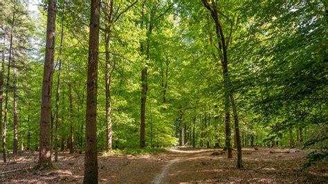 nederlandse bossen gezonder en beter gewapend tegen klimaatverandering rtl nieuws