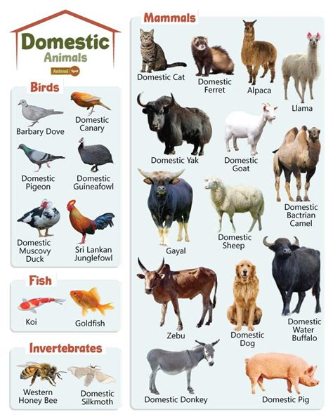 domestic animals facts list pictures