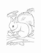 Coloring Squirrel Supercoloring sketch template