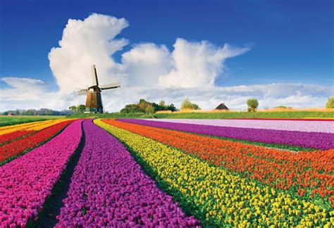 beautiful tulip farm  holland rpics