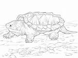 Turtle Snapping Coloring Alligator Pages Walking Terrapin Realistic Sketch Drawing Printable Turtles Tattoo Box Supercoloring Concept Board Tortoise Parentune Outline sketch template