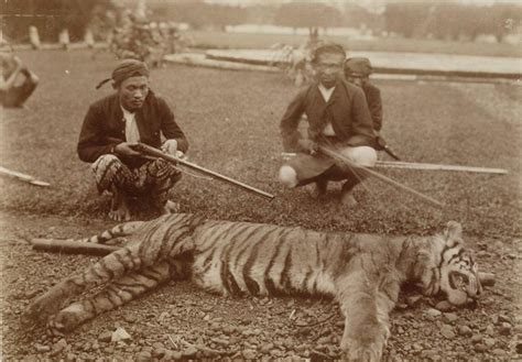 javan tiger facts extinct tiger species