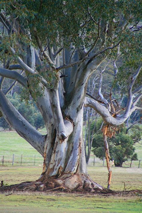 favourite photo  love  tree  typical gum tree
