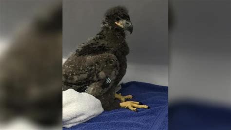 eaglet rescued 2 days after teen charged in connection